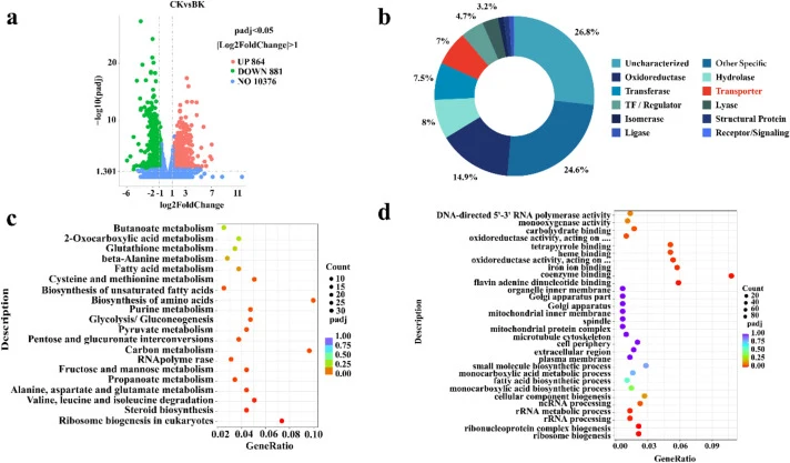 Transcriptomic landscape and differential expression analysis of A. westerdijkiae ΔKu70 under benzoic acid stress. (a) Volcano plot displaying the distribution of differentially expressed genes (DEGs). (b) Donut chart showing the functional classification and distribution of the identified DEGs. (c)