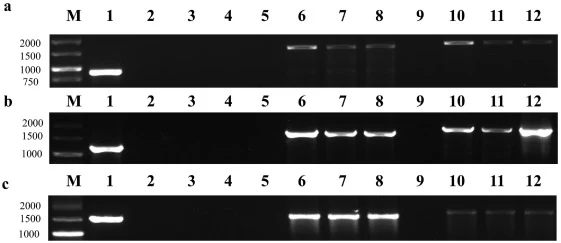 Schematic representation of the gene deletion strategy and PCR verification of the mutants. (a–c) PCR confirmation of the knockout strains: ΔAwPat1 (a), ΔAwMfs1 (b), and ΔAwAap1 (c). Lane M: 5000 bp DNA marker. Lanes 1, 5, and 9: WT control. Lanes 2–4, 6–8, and 10–12: three independent knockout tran
