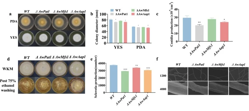 Phenotypic characterization of the deletion mutants. (a) Colony morphology of the wild-type (WT) and mutant strains (ΔAwPat1, ΔAwMfs1, and ΔAwAap1) grown on PDA and YES media at 28 °C for 7 days. (b) Colony diameters of the indicated strains. (c) Conidial production after 7 days of cultivation on PD