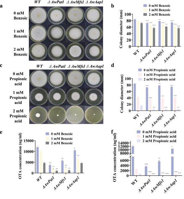 Weak acid stress impairs vegetative growth and ochratoxin A (OTA) biosynthesis. (a, b) Colony morphology (a) and colony diameters (b) of the WT and mutant strains (ΔAwPat1, ΔAwMfs1, and ΔAwAap1) grown on media containing 0, 1.0, or 2.0 mM benzoic acid for 7 days. (c, d) Colony morphology (c) and col