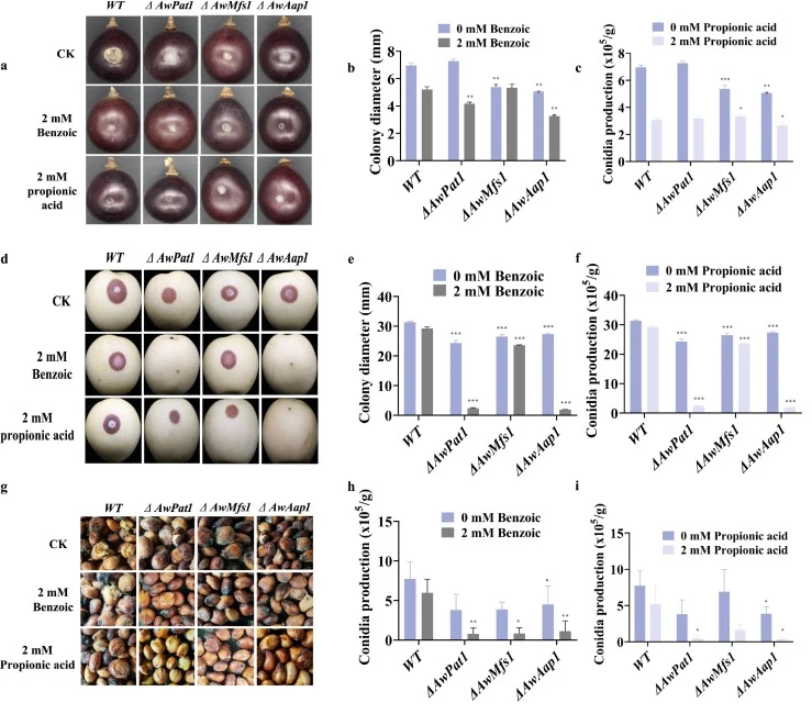 Weak acid stress impairs in vivo host colonization by transporter mutants. (a) Representative images of grapes inoculated with the WT and mutant strains (ΔAwPat1, ΔAwMfs1, and ΔAwAap1). Host tissues were left untreated or treated with 2.0 mM benzoic or propionic acid. (b, c) Lesion diameters on grap