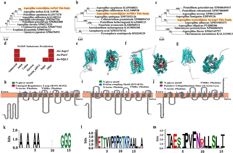 Functional profiling and structural architecture of three transporters. (a–c) Maximum likelihood phylogenies of AwPat1 (a), AwMfs1 (b), and AwAap1 (c) alongside characterized fungal orthologs. (d) TrSSP substrate prediction heatmap. (e–g) AlphaFold2 models of AwPat1 (e), AwMfs1 (f), and AwAap1 (g).