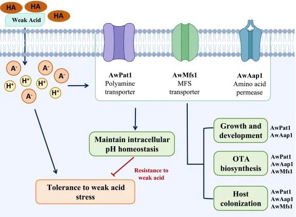 A proposed model for membrane transporter-mediated weak acid tolerance, development, and ochratoxin A (OTA) biosynthesis in Aspergillus westerdijkiae.