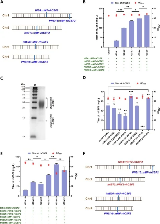 Multi-copy integration of rhCSF2 in P. pastoris GS115 strain. (A) Schematic diagram of multi-copy integration of αMF-rhCSF2 at multiple loci. (B) OD600 values and rhCSF2 titers of GGM11, GGM21, GGM31, GGM41, and GGM51 at 96 h. (C) SDS-PAGE analysis of the purified rhCSF2 (produced by GGM51). The pro