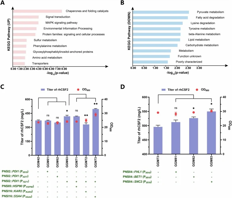 Alleviation of protein-folding burden and enhancement of protein transport capacity. (A) KEGG enrichment of up-regulated pathways. (B) KEGG enrichment of down-regulated pathways. (C) OD600 values and rhCSF2 titers of GGM42, GGM61 GGM62, GGM63, GGM71, GGM72, and GGM73 at 96 h. (D) OD600 values and rh