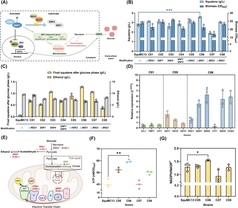 Effects that modifying the Snf1/AMPK system has on the Crabtree effect and squalene production in strains C01–C08. (A) Presumed regulatory network linking Snf1/AMPK signaling, glucose repression, and the Crabtree effect in Saccharomyces cerevisiae. The Snf1 complex is inactivated via dephosphorylati