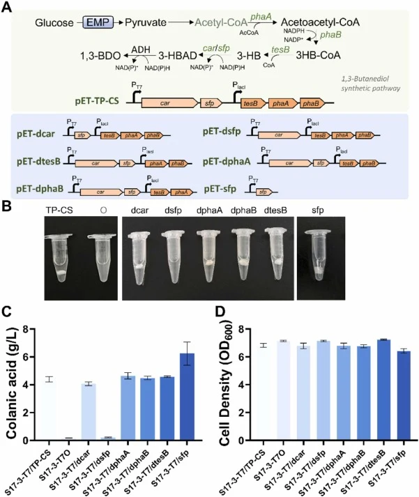 Heterologous expression of sfp in E. coli S17−3-T7. (A) Schematic illustration of the engineered non-CoA-dependent 1,3-butanediol (1,3-BDO) pathway and the derived plasmids/strains used to identify the factor responsible for the unexpected mucoid phenotype. The pathway included phaA and phaB from Cu