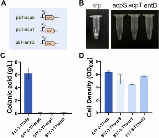 Overexpression of endogenous E. coli PPTases. (A) Schematic representation of the strains overexpressing the three endogenous PPTases: acpS, acpT and entD, in comparison with the sfp-expressing strain. (B) Ethanol precipitation assay of fermentation supernatants from the indicated strains. (C) Quant
