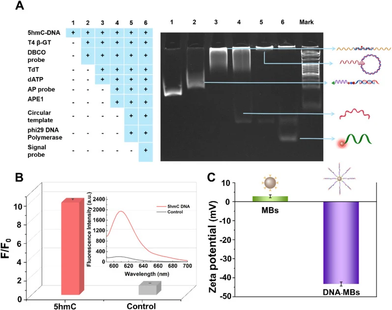 (A) 14% native polyacrylamide gel electrophoresis was used to gradually verify this strategy. (B) Fluorescence emission spectra (inset) and corresponding signal-to-noise ratios (F/F0). (C) Zeta potential measurements of MBs (green color) and DNA-MBs (purple color). (For interpretation of the referen