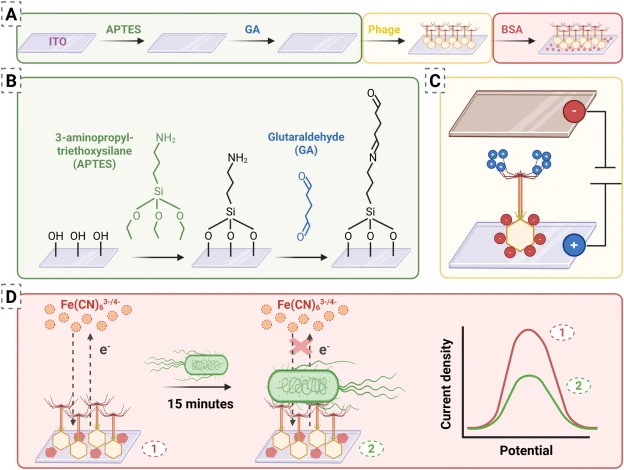 Schematic overview of the oriented phage-based ITO biosensor. A) Stepwise fabrication of the sensing interface. B) Chemical modification of the ITO surface. C) Electric field-assisted deposition to obtain an oriented T4 phage layer. D) Principle of bacteria detection by the phage-functionalized elec