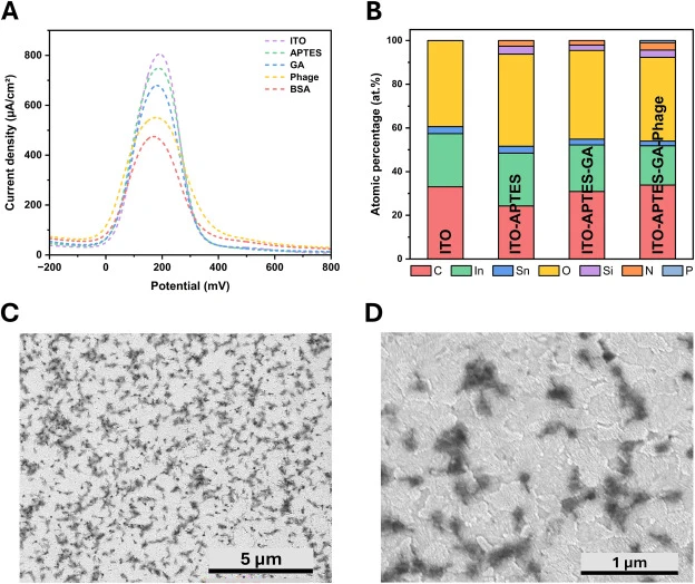 The effect of stepwise ITO surface modification on its different parameters.A) Differential pulse voltammograms recorded after each surface functionalization step (bare ITO, ITO–APTES, ITO–APTES–GA, ITO–APTES–GA–phage) and after BSA blocking. B) X-ray photoelectron spectroscopy (XPS)-derived surface