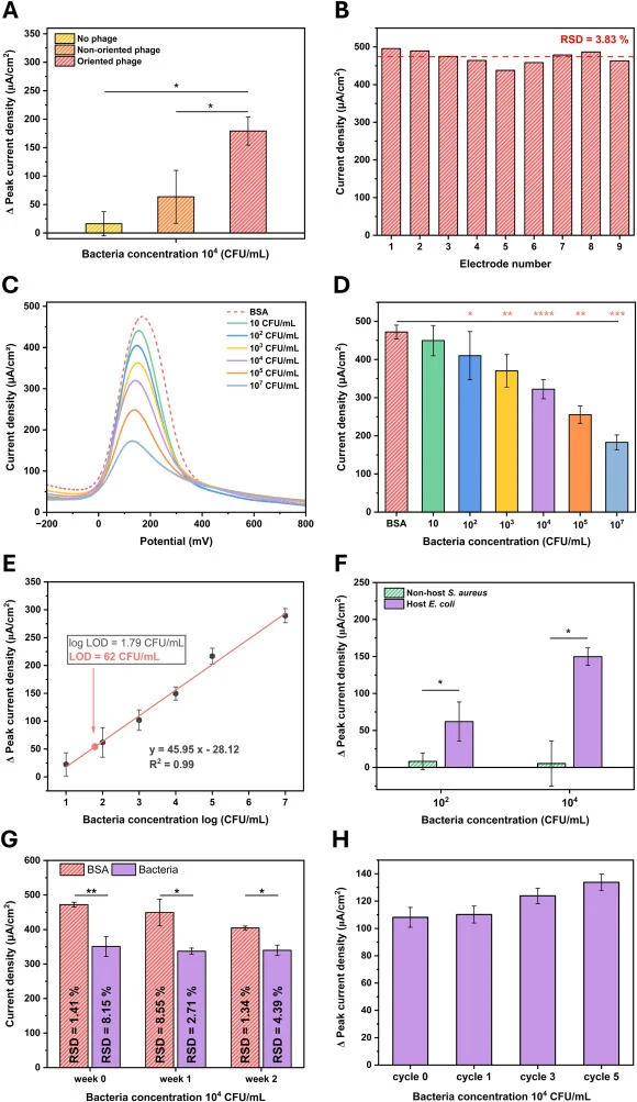 Electrochemical performance of the oriented phage-based biosensor for E. coli BL21 detection in PBS. DPV measurements were performed in 0.1 M NaNO3 containing 1 mM K3Fe(CN)6/K4Fe(CN)6 (1:1) as the redox probe. A) Effect of phage orientation on the Δ DPV peak current density after exposure to bacteri