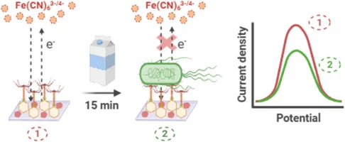 Rapid electrochemical detection of Escherichia coli in milk 