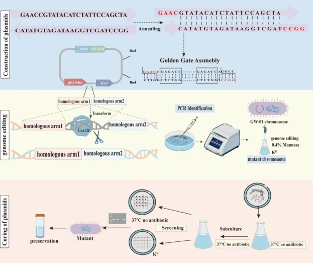 图1 CRISPR/enCas12f基因编辑方法在蜡样芽孢杆菌GW-01中的建立概况。右下角字母K表示培养基中含有卡那霉素抗性。