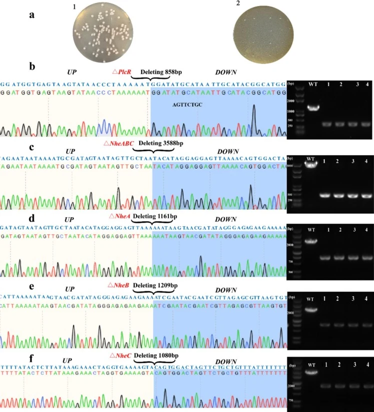 Application of the CRISPR/ enCas12f system for genome engineering of B. cereus GW-01. a Cell suspensions were diluted to 10−6 and applied to LB plates (1) and Plasmid curing (2). b Colony PCR to verify plcR knockout and Sanger sequencing analysis. c Colony PCR to verify nheABC knockout and Sanger se