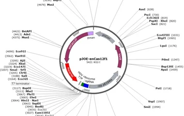 基于CRISPR/Cas12f的蜡样芽孢杆菌基因组编辑工具
