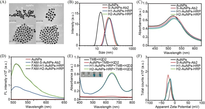 Characterization of AuNPs and functionalized AuNPs with nucleic acid and protein. (A) TME images, (B) Diameter statistical distribution, and (C) UV–Vis absorption spectra of AuNPs, Ab2-AuNPs-S, HRP-AuNPs-H1, and HRP-AuNPs-H2. (D) Fluorescence spectra of AuNPs before and after modification with FAM l
