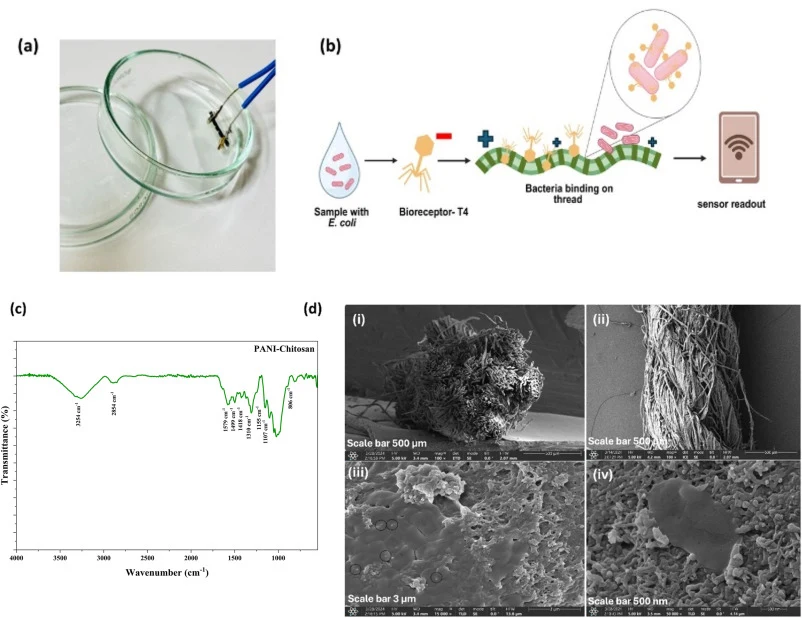 (a) photograph of experimental set-up (b) schematic representation of E. coli detection using T4 bacteriophage functionalized thread biosensor (c) FTIR of PAni-CS thread (d) SEM images of bacterial binding on bacteriophage functionalized PAni-CS coated thread (i-iii) SEM image of PAni/CS hybrid thre