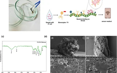 噬菌体固定化聚苯胺-壳聚糖修饰线基生物传感器