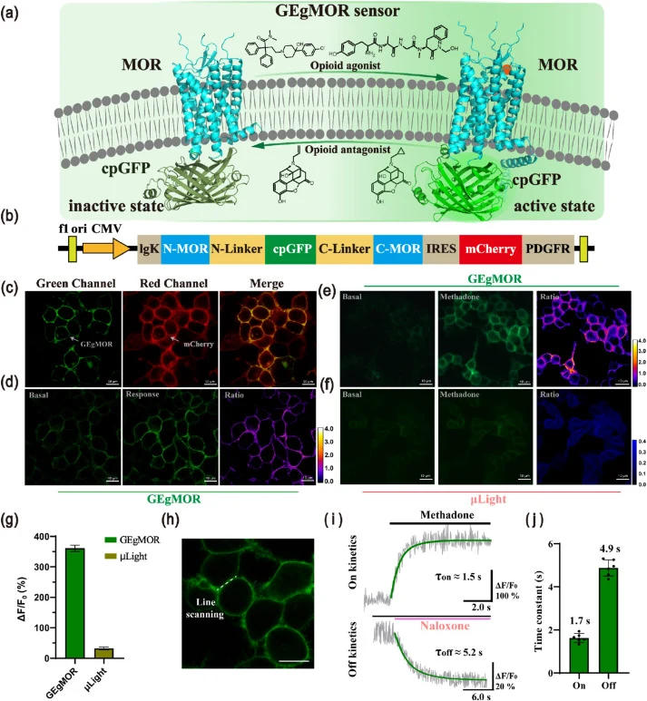 (a) Working mechanism of GEgMOR: Schematic of the GEgMOR structure (fused with MOR and cpGFP) in inactive (left) and active (right) conformations. Opioid agonist binding induces MOR conformational rearrangements, triggering cpGFP fluorescence enhancement; opioid antagonist reverses this change. (b)