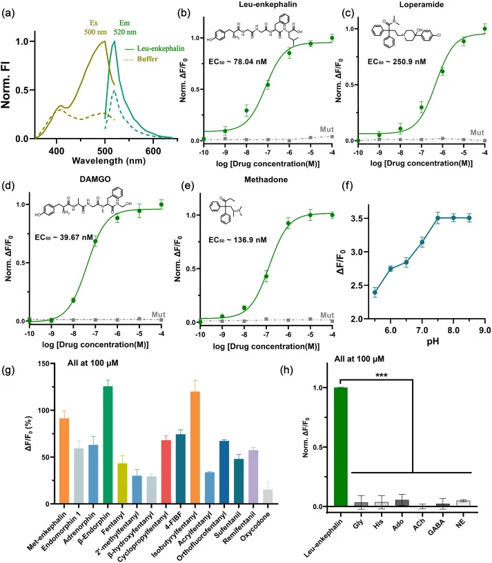 (a) Fluorescence excitation and emission spectra of GEgMOR sensor before (dotted line) and after (full line) reaction with Leu-enkephalin (50 μM). (b-e) Dose-response curves measured in HEK293T cells expressing GEgMOR sensor with the corresponding EC50 values shown; n = 3 wells each, mean ± s.e.m. (