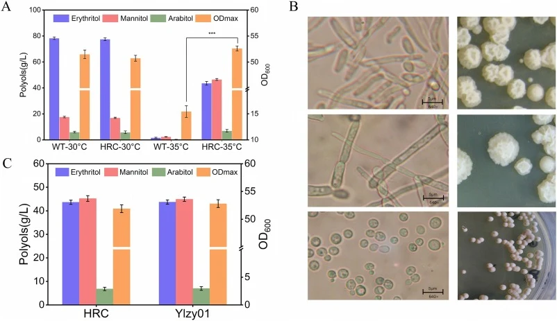 Construction of Y. lipolytica chassis strain Ylzy01 (HRC∷CreΔKu70ΔMhy1). (A) The OD600 and polyol titre of engineered strains Y. lipolytica WT and HRC cultured at 30 °C and 35 °C. (B) Morphologies of HRC, YlzyKu70, and Ylzy01 after 2 days of cultivation. Top: Microscopic morphology (filamentous) and