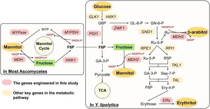 The biosynthetic pathway for mannitol production in Y. lipolytica and most ascomycetes. Dashed arrows represent multiple steps. G6P, glucose-6-phosphate; GL-6-P, 6-phosphogluconolactone; GN-6-P, 6-phosphogluconate; Ru, ribulose; Ru-5-P, ribulose-5-phosphate; R5P, ribose-5-phosphate; Xu-5-P, xylulose