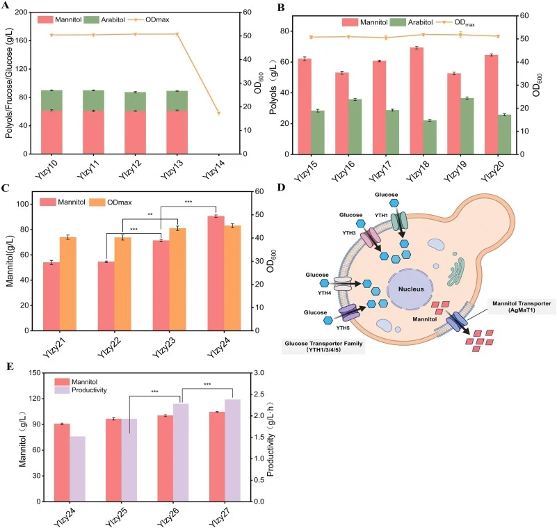 Construction and optimisation of the M1PDH pathway for mannitol-specific biosynthesis. (A) The OD600 (maximum value during cultivation, ODmax), mannitol and d-arabitol titre of engineered strains Ylzy10 to Ylzy14. (B) The OD600, mannitol and d-arabitol titres of Ylzy15 to Ylzy20. (C) The OD600 and m