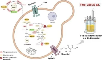Systematic metabolic engineering of Yarrowia lipolytica for