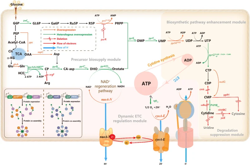 Metabolic pathways involved in cytidine biosynthesis in E. coli. and the metabolic engineering strategies employed in this study to improve cytidine production. Orange arrows indicate overexpressed native genes, green arrows indicate overexpressed heterologous genes, red arrows with double slashes i