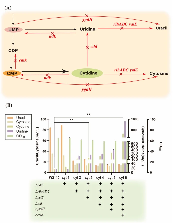 Improvement of strain performance by systematically attenuating cytidine catabolism. (A) Schematic representation of pathways competing for cytidine and CMP in E. coli. Red crosses indicate gene deletions. (B) Effects of stepwise deletion of cdd, rihA/rihB/rihC, yaiE, udk, ygdH, and cmk on cytidine,