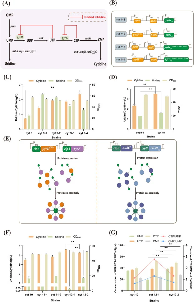 Improvement of strain performance by strengthening the UMP-to-cytidine pathway and applying multienzyme-complex channeling. (A) Schematic representation of the metabolic pathway converting UMP to cytidine. Red lines indicate feedback inhibition. (B) Schematic representation of engineered strains con