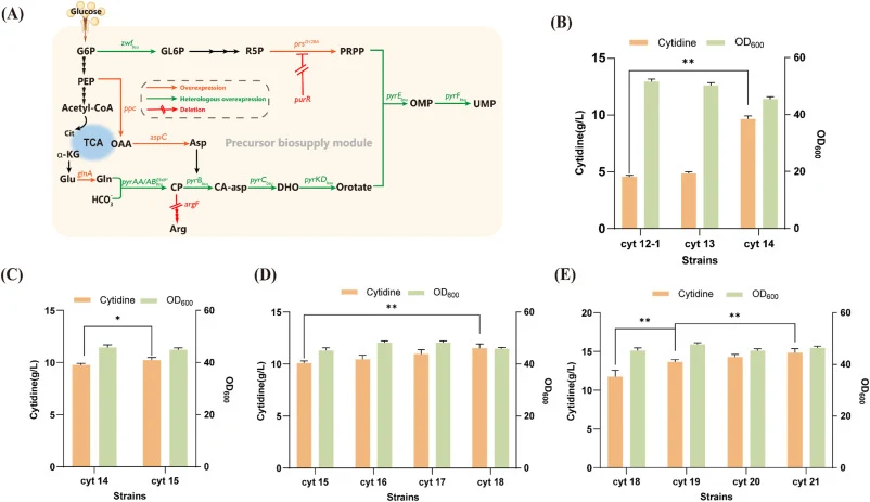 Improvement of strain performance by rewiring the de novo pyrimidine nucleotide biosynthesis pathway. (A) Schematic representation of the precursor-supply engineering strategy for reconstruction of the de novo pyrimidine nucleotide biosynthetic pathway. (B) Effects of argF deletion and introduction