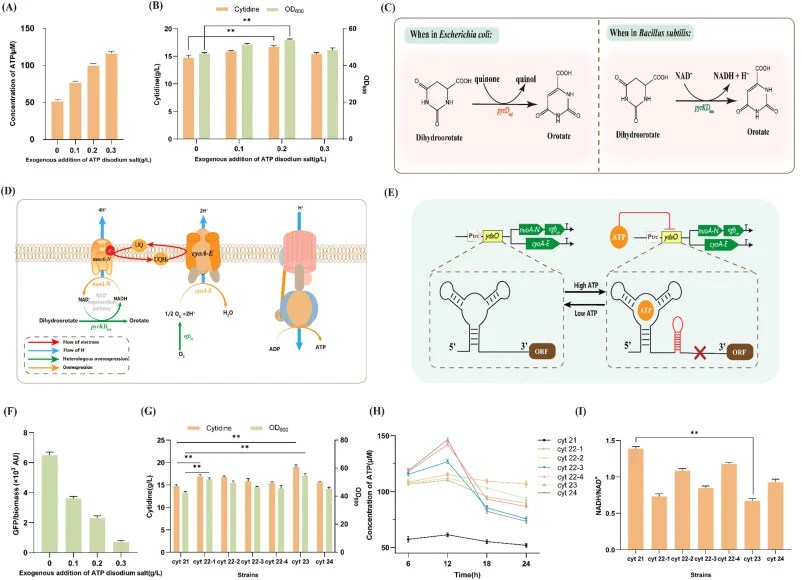 Improvement of strain performance by dynamically strengthening the respiratory chain to remodel energy and redox-cofactor metabolism. (A) Effects of supplementation with ATP disodium salt at different concentrations on intracellular ATP levels. (B) Effects of supplementation with ATP disodium salt a