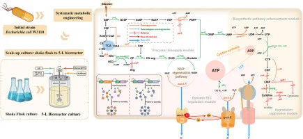 Systems metabolic engineering of a plasmid-free Escherichia