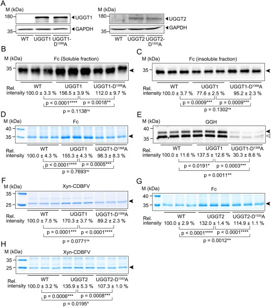 Effects of human UGGT1/UGGT2 and their catalytic mutants on glycoprotein secretion in K. marxianus. (A) Expression of human UGGT1, UGGT2, and their catalytic mutants in K. marxianus. WT, KMUGGT1 (UGGT1), KMU1-D1358A (UGGT1-D1358A), KMUGGT2 (UGGT2), and KMU2-D1333A (UGGT2-D1333A) were cultured to exp