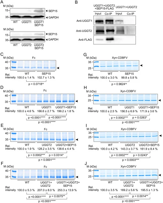 Cochaperone SEP15 enhances UGGT-mediated glycoprotein secretion. (A) Expression of SEP15 in K. marxianus. WT, KMUGGT1 (UGGT1), KMUGGT2 (UGGT2), KMU1-S (UGGT1 + SEP15), and KMU2-S (UGGT2 + SEP15) were cultured to exponential phase. Cell lysates were analyzed by WB using anti-SEP15 and anti-GAPDH anti