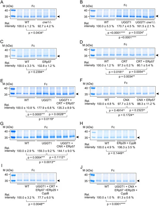 Effects of human CNX/CRT and their cofactors on glycoprotein secretion in K. marxianus. (A, B) Effect of deleting CNE1 on UGGT1-mediated Fc secretion. The Fc plasmid (LHZ2068) was introduced into WT, KM cne1Δ (cne1Δ) (A), and KMU1-cne1Δ (UGGT1 + cne1Δ) (B). After 24 h of bioreactor cultivation, supe