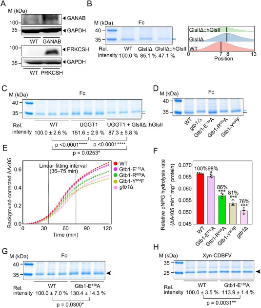 Engineering the GlsII β-subunit improves glycoprotein secretion in K. marxianus. (A) Expression of human GANAB and PRKCSH in K. marxianus. WT and KMhGII cells expressing GANAB and PRKCSH were cultured to the exponential phase. Cell lysates were analyzed by WB using antibodies against GANAB or PRKCSH