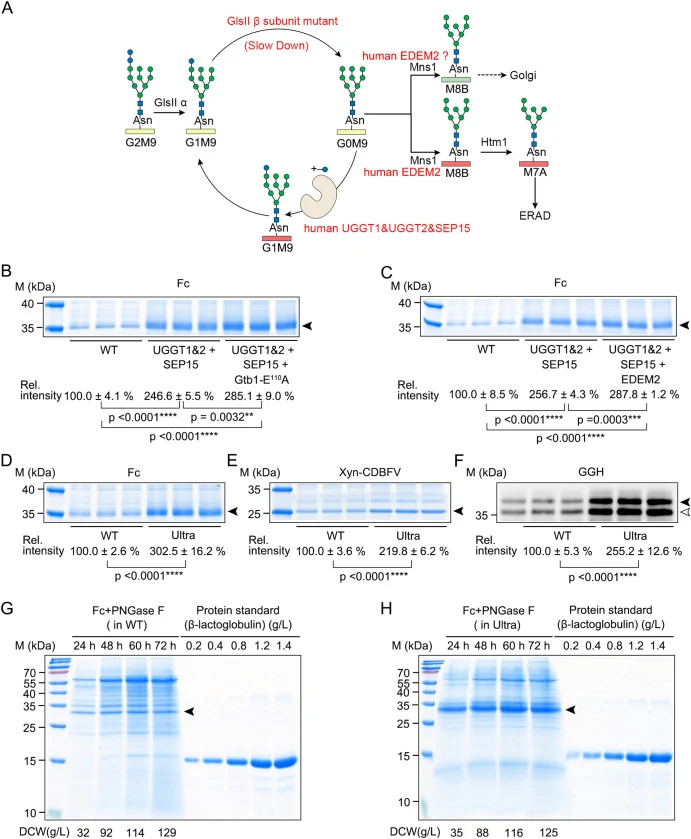 Combined engineering of the glycoprotein quality control pathway significantly enhances secretion. (A) Schematic overview of glycoprotein quality control pathway engineering. (B, C) Gtb1-E110A mutation (B) and EDEM2 (C) enhance UGGT1&2–SEP15-mediated secretion. The Fc plasmid (LHZ2068) was introduce