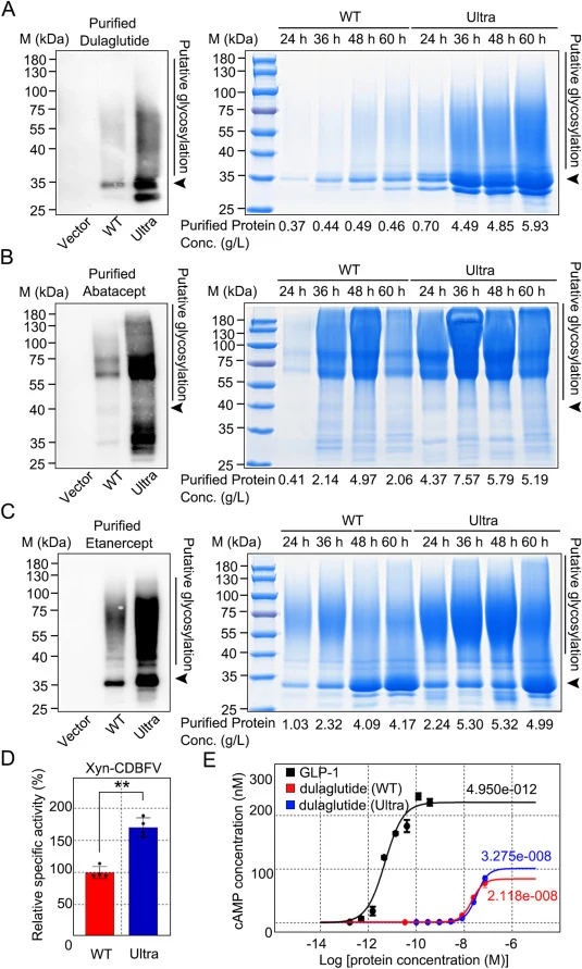 Humanized K. marxianus promotes high-level production of Fc-fusion therapeutics and yields functional recombinant glycoproteins. (A–C) Production of dulaglutide (A), abatacept (B), and etanercept (C) in WT and KMultra (Ultra). Plasmids expressing dulaglutide (LHZ2070), abatacept (LHZ2071), or etaner
