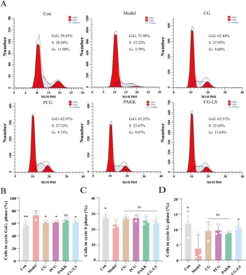 Effect of CG-LS on the cell cycle of Caco-2 cells after LPS induction. (A) The cell cycle of LPS-induced Caco-2 cells treated with Con, Model, CG, PCG, PAKK and CG-LS for 6 h. (B–D) Quantitative statistical analysis of different stages in the cell cycle. Data were presented as mean ± SD (n = 3). *p