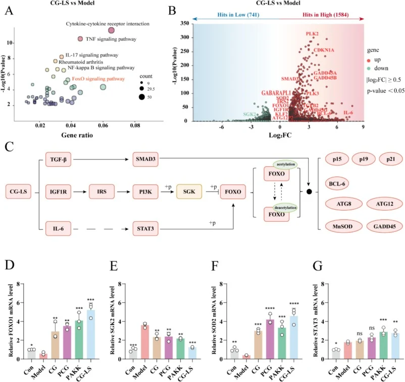 CG-LS promoting inflammatory Caco-2 cells to recover normal growth and metabolism mainly through activating the FOXO pathway. (A) Bubble plot of KEGG pathway enrichment analysis between the CG-LS treatment group and LPS model group. X-axis: the gene ratio, Y-axis lists: the enriched pathways; the si