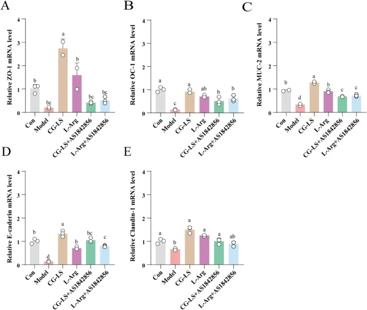 Effects of L-Arg on expression of mucin and tight junction proteins in Caco-2 cells after induced by LPS. (A-B, E) presented mRNA levels of tight junction protein ZO-1, Occludin-1, and Claudin-1; (C–D) presented mucin protein MUC-2 and E-Cadherin synthesized by Caco-2 cells. Data were presented as m