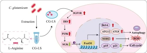 A bioactive lysate of Corynebacterium glutamicum orchestrate