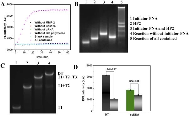 (A) Fluorescence kinetics under different component omission conditions. Only the complete system containing MMP−2, Bst polymerase, Cas12a, and gRNA generated a strong fluorescence increase, while omission of any single component (MMP−2, Cas12a, gRNA, or Bst polymerase) or blank samples resulted in