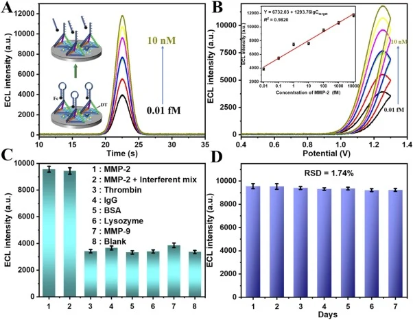 (A) Time-resolved ECL responses of the biosensor recorded at various concentrations of MMP−2 (from 0.01 fM to 10 nM). (B) Potential-dependent ECL profiles obtained under identical experimental conditions. The emission peak appeared near 1.2 V, corresponding to the oxidation of Ru centers on the PEI-