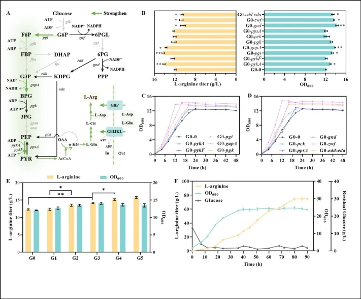 Enhancing glucose metabolism and glutamate/aspartate uptake to increase l-arginine production. (A) Glucose Metabolism and the Aspartate/Glutamate Uptake Pathway. (B) Effect of overexpressing the glucose metabolic pathway in a plasmid on l-arginine production and growth by strains in shake flask ferm