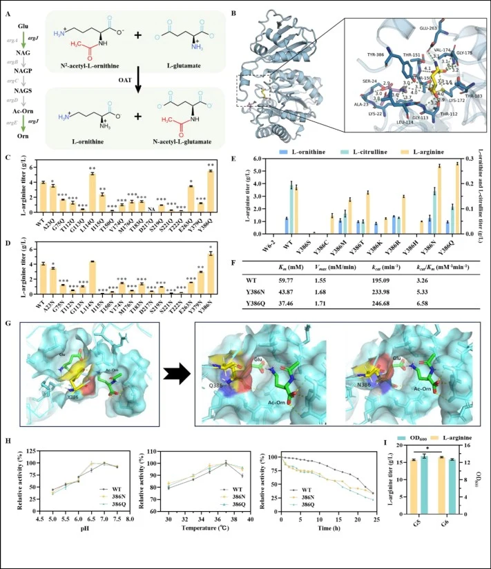 Engineering of OAT to promote l-arginine production. (A) Catalyzed reaction of OAT. (B) Binding model of OAT with the substrate N2-acetyl-l-ornithine/l-glutamate. (C) Effect of variants in which different residues are replaced by glutamine (Q) on l-arginine production. (D) Effect of variants in whic