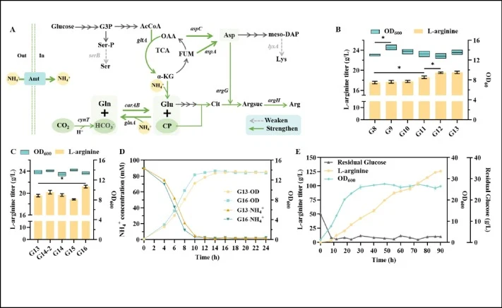 Effect of fine-tuning pathway on l-arginine production. (A) Expanding the precursor pool through multiple strategies to promote l-arginine production. (B) Effects of enhancing l-aspartate synthesis and reducing l-lysine and l-serine synthesis on l-arginine production. (C) Effect of enhancing the glu
